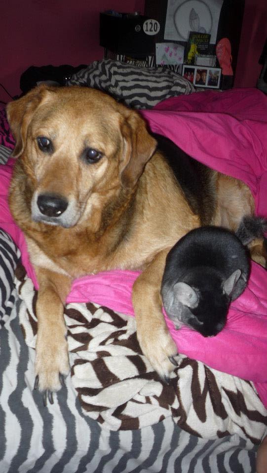 ChillaRoman's tweet image. This is my best friend Dog and I