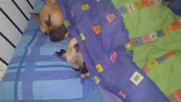 Andreea1322's tweet photo. Llegar a tu cama y encontrarte esto, no tiene precio #lola&amp;laia http://t.co/9xuDltos