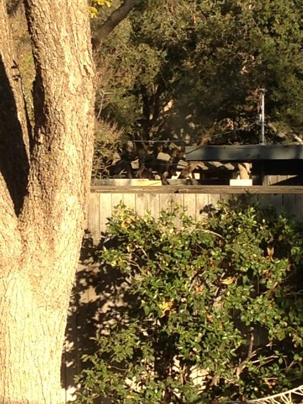 craygee's tweet image. Can you see the dog in the fence?