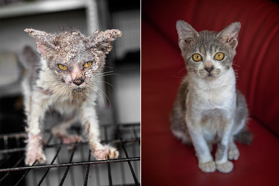 Mange before and after 2025