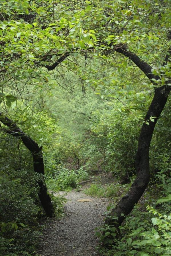 MargallaTrails's tweet photo. Or are you looking forward to #mountainbiking through these canopy of trees? #pakistan @AQpk http://t.co/eoywaGY5