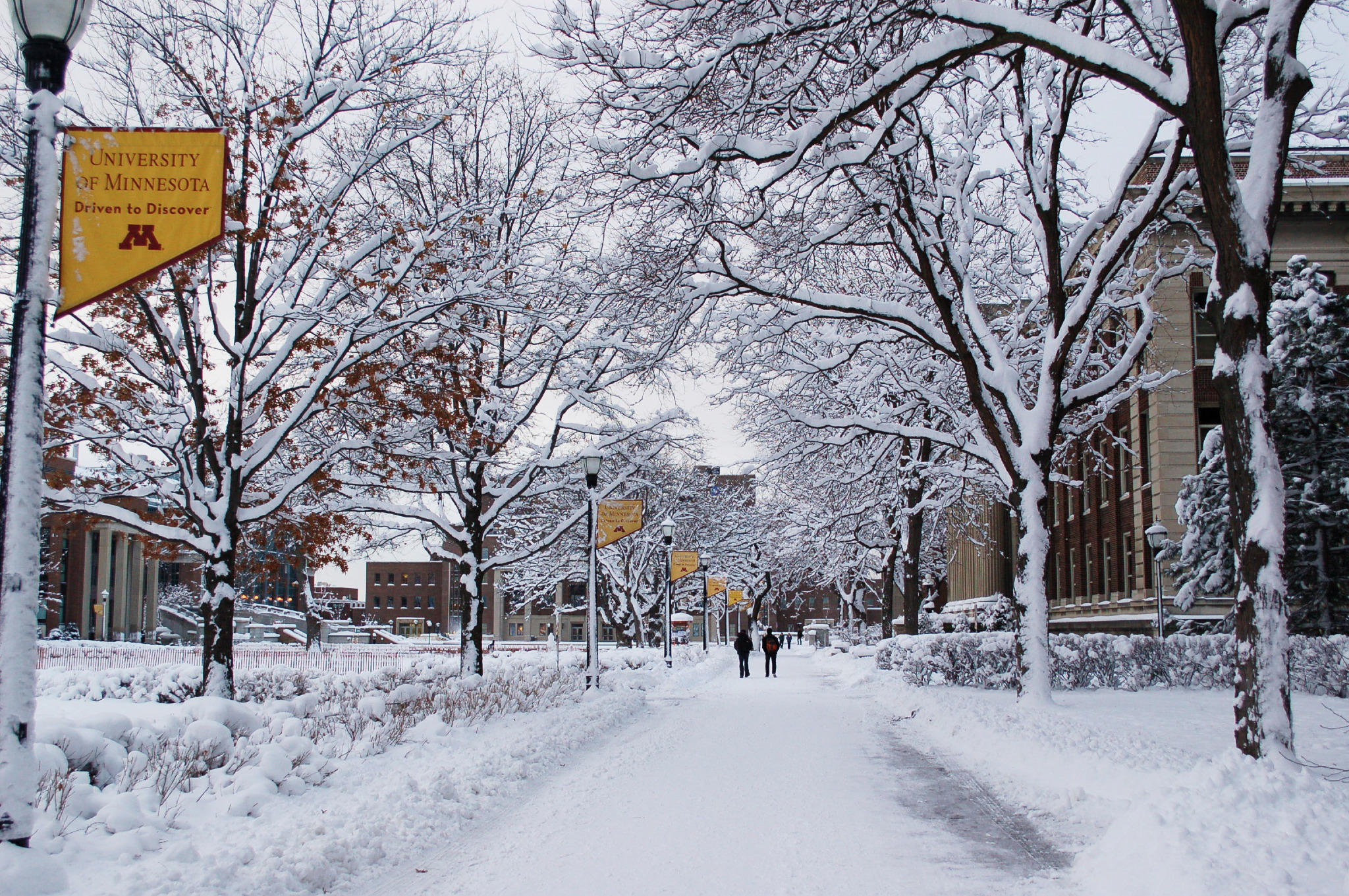 College of Sci & Eng on Twitter "UMN campus is beautiful all dressed
