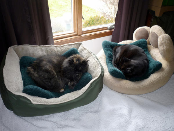Karma_kitty's tweet photo. New beds! For our beds on the bed. http://t.co/JI9qizm9
