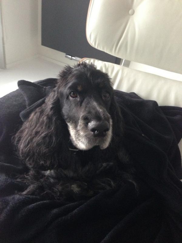 sonja spee tweet media