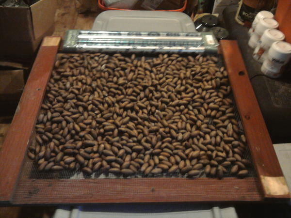 ColoradoMike66's tweet image. Nearly 9 pounds of #PaperShell #Pecans after front came through lastnight and north wind today.