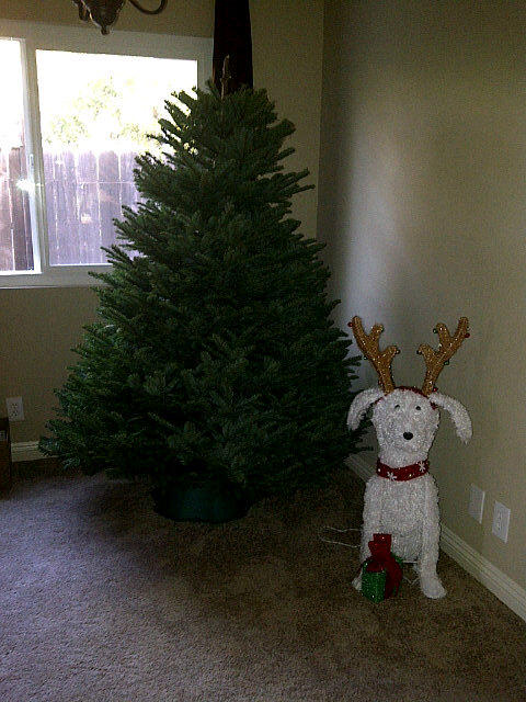 the_Slush's tweet photo. our first tree! naked until we get lights on the house!  #firstchristmas #lovetheholidays #happy http://t.co/gwaxUHVV
