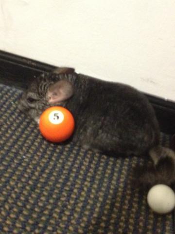 Playing with chinchilla >studying #nofinals #newbff
