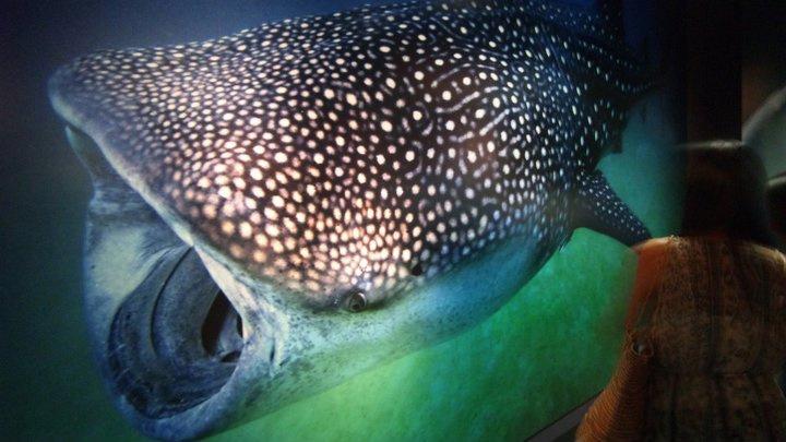 neo_sapiens's tweet image. キャノンギャラリー品川の「鍵井靖章 写真展：青い地球のカシュ」は今日まで。極彩色の水中景観​や生物の自然な表情を捕らえた作品、実寸大ジンベエザメなど巨大作品など。会場写真32枚→　　on.fb.me/rnKFBU