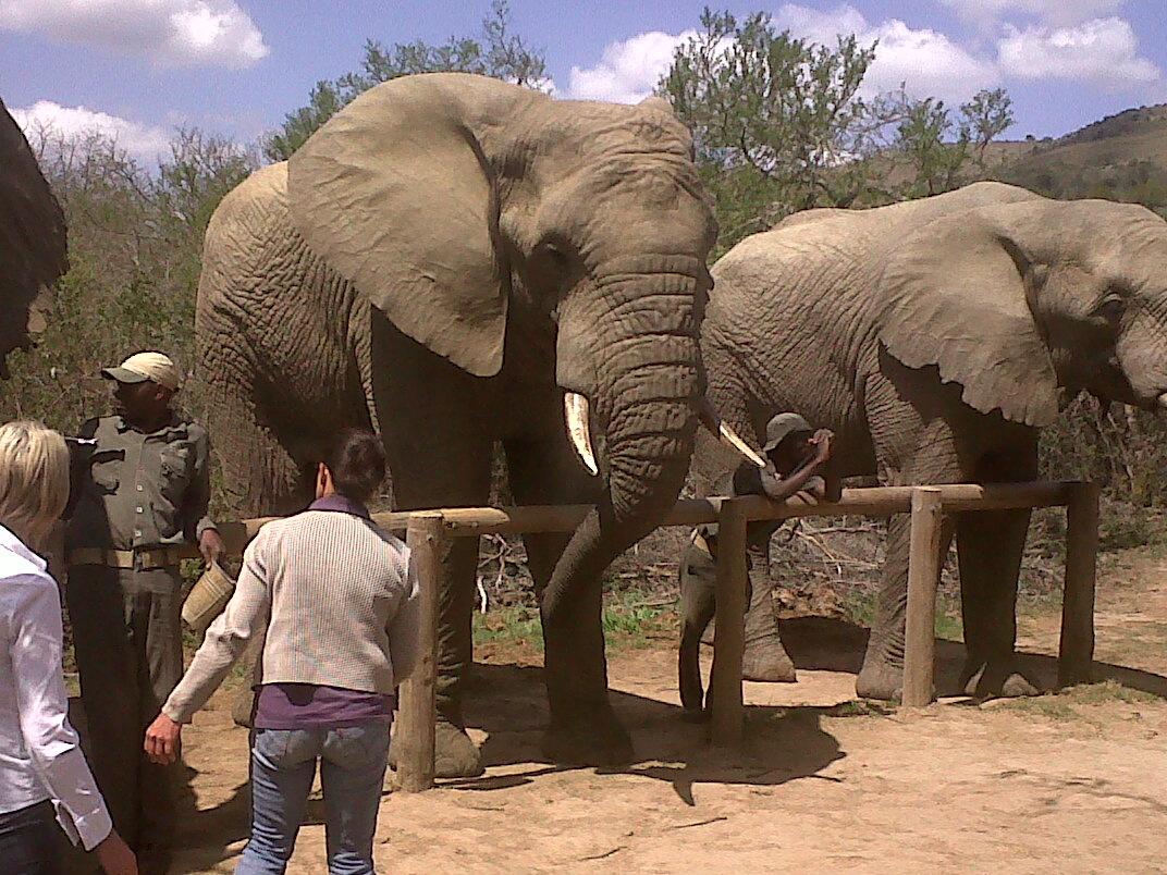 Addo Elephant Safari (@addo_elephant) on Twitter photo 