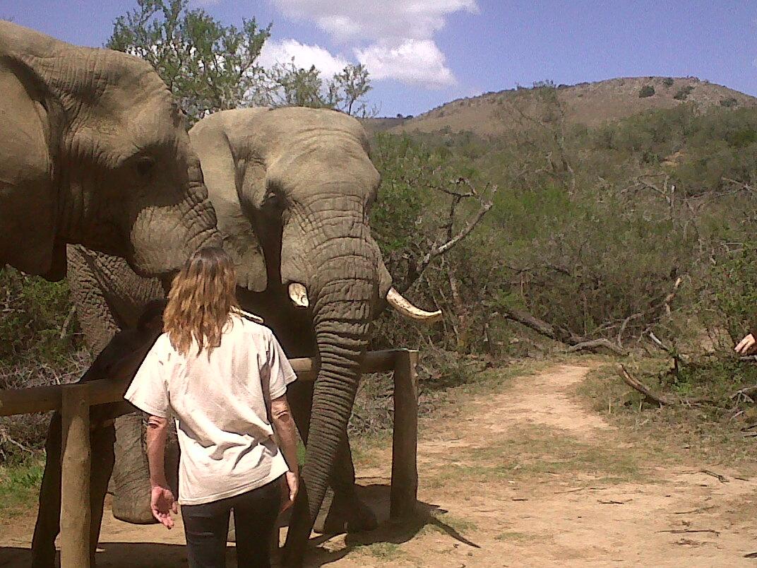Our gentle giants at Addo Elephant Back Safari's & Lodges