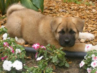 PupsSeekingHome's tweet photo. Another incredibly cute puppy! Meet this fluffy little Akita puppy at  http://t.co/x0I1nsH http://t.co/rEUBm7b