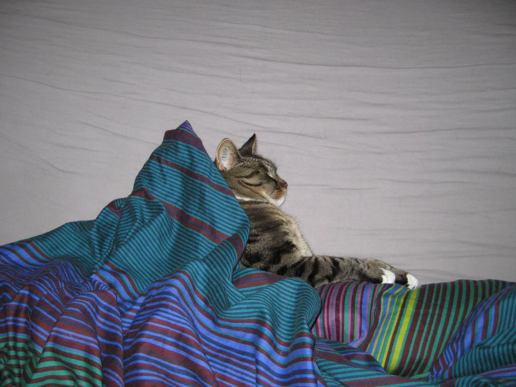 FionaFatCat's tweet photo. I'm not getting up yet, just because mummy have to. http://t.co/qTlMZyw
