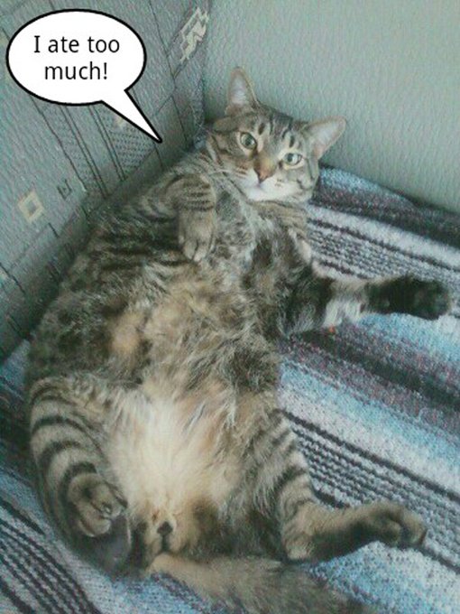 Having a blast school shopping. Here's a pic one one of the cats. http://t.co/ep98pid