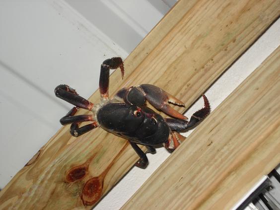 paloma68's tweet photo. There's a crab at the terrace's roof.  How did it get up there? I don't know, maybe it's drunk and lost it's way home. http://t.co/8wJppKt
