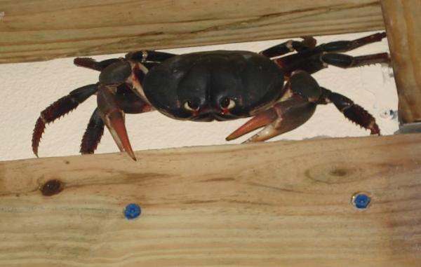 paloma68's tweet photo. How can I get it down? http://t.co/N3PYNnm