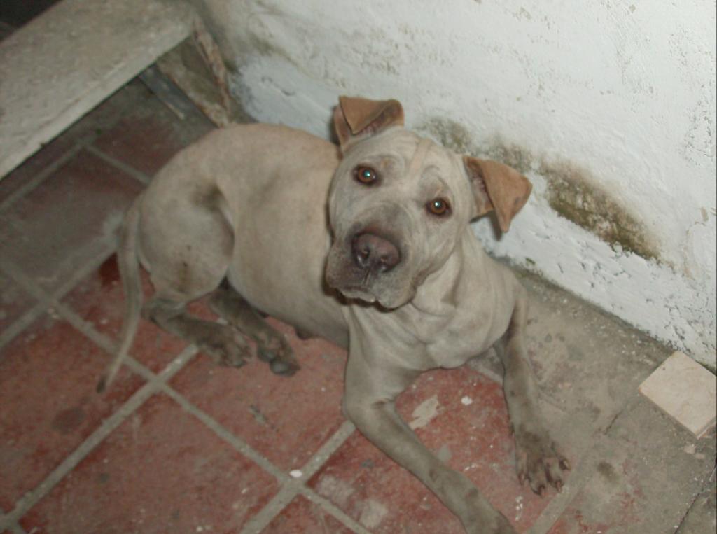Diango_1_2_3's tweet photo. Encontramos a esta linda cachorra muy educada y esta sana pero no podemos tenerla con nosotros, inf. 04269148808 http://t.co/7dPJcrw