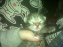 codysbabe99's tweet image. my kittens looked weird when they were first born