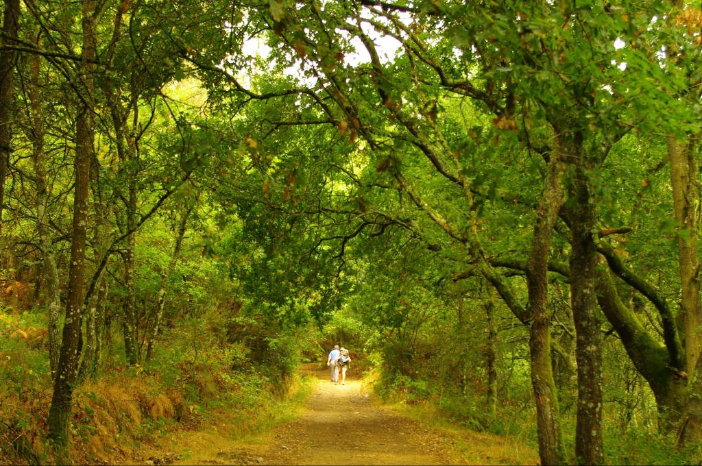 PortomarinTuris's tweet photo. A maxía do Camiño levase a saída de Portomarín.
22 agosto 2011 http://t.co/QPHqJEN