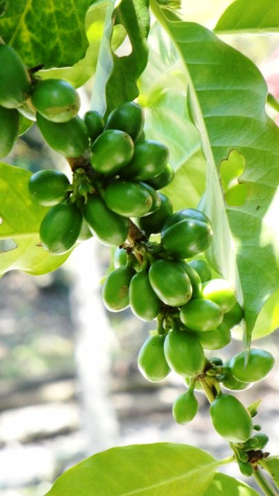 HaciendalaMami's tweet photo. Imágenes de Finca la Mami; Orgánica y Sostenible - Paraíso/ Dominican Republic. http://t.co/M54UB7Y