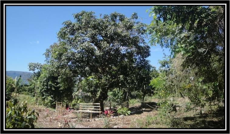 HaciendalaMami's tweet photo. Imágenes de Finca la Mami; Orgánica y Sostenible - Paraíso/ Dominican Republic. http://t.co/gZin0S5
