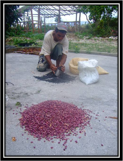 HaciendalaMami's tweet photo. Imágenes de Finca la Mami; Orgánica y Sostenible - Paraíso/ Dominican Republic. http://t.co/ZosSwYm