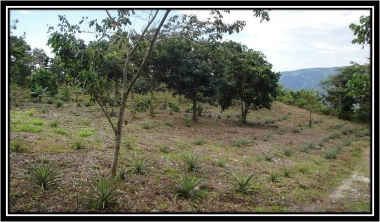 HaciendalaMami's tweet photo. Imágenes de Finca la Mami; Orgánica y Sostenible - Paraíso/ Dominican Republic. http://t.co/0NxFQWq