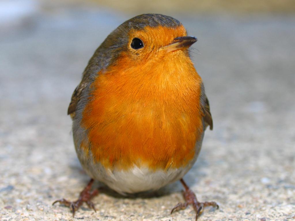 haar twitterken komt net van tafel en ziet er zo uit