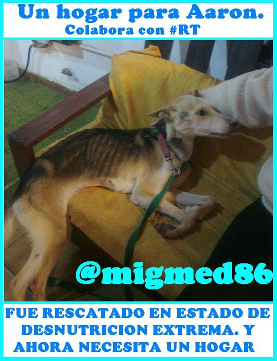 migueanimal's tweet photo. Un hogar para Aaron #perrito #campañaanimal #RT Ver: http://t.co/N3xi205