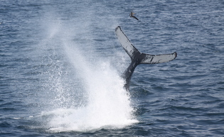 CapeWhaleWatch's tweet photo. Get in a whale watch before the storm hits!  We expect lots of active humpback whale activity as the wind picks up! http://t.co/LojcomL