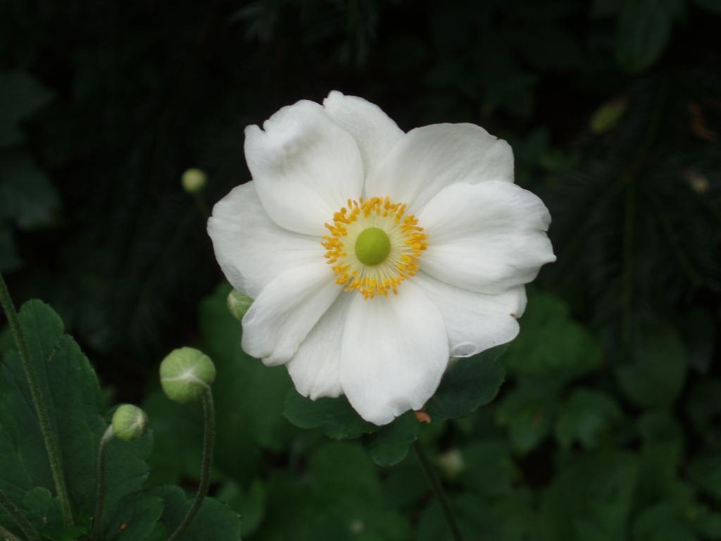 Als je uitgebloeide bloemen uit de Japanse Anemoon haalt, maakt hij nieuwe bloemknoppen en blijft nog lang doorbloeien