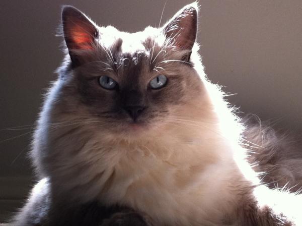 SkipitoFriskito's tweet image. Pretty kitty.