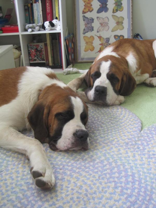 We got St.Bernard puppies for our daughter in Feb.  Now at 8 mos, they weigh 100 lbs!  Dante and Dolly