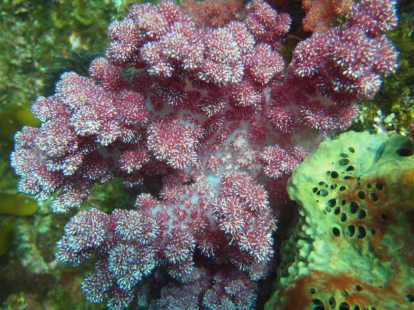 2doona's tweet image. soft coral... Moon Island