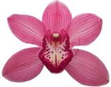 Tomorrow First #cymbidium on auction!!  Some dark pink named #reddream