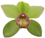 and a nice green #cymbidium named #melissa