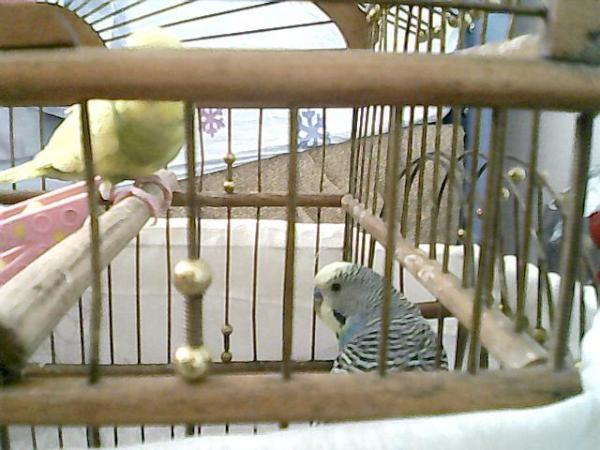 errro123's tweet image. muhabbet kuşum