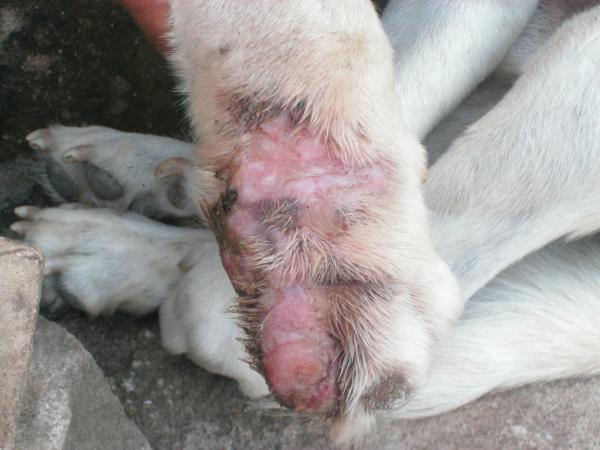 batata56's tweet photo. @cachorro_blog pofavor ajude o batata um cachoriho com um tiro na pata http://t.co/QLK0ivq