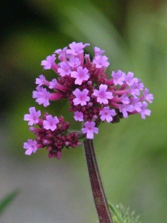 Jammer, de Verbena bonariensis is platgewaaid. Had ik ze toch beter moeten steunen.