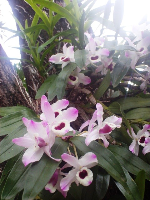 ZoraidaSM's tweet image. buen día!!!! una flor y energía de la buena para el TL #Twpy