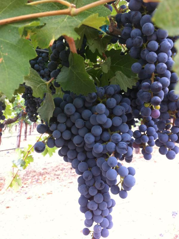 2011 Bone Ash #Napa #Cabernet. Beautiful!