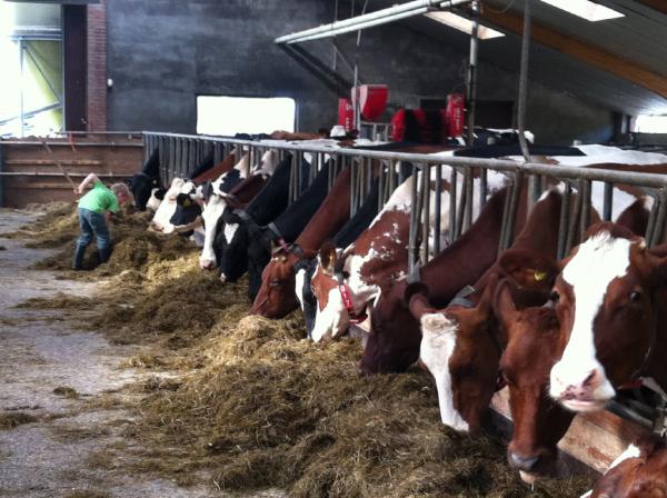 MirjamAtes's tweet image. Zoon Ruben helpt handje mee in stal #melkveehouderij Schipper #Zoeterwoude met #melkrobot.