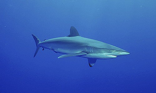 carllamerton's tweet photo. I have always believed that nature shows us the truly best design and we try to emulate that great work. My favourite. http://t.co/M8Wn6OcA