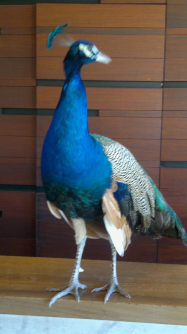 niramayailena's tweet photo. We have a new staff member waiting for you to check in, very glamorous we have named him "PRECIOUS". http://t.co/hl9fOG0f