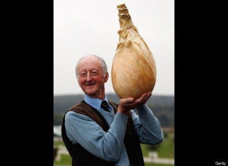 Сколько весит лук репчатый. Огромная луковица. Самая большая луковица. Самый большой лук в мире. Вес крупной луковицы.