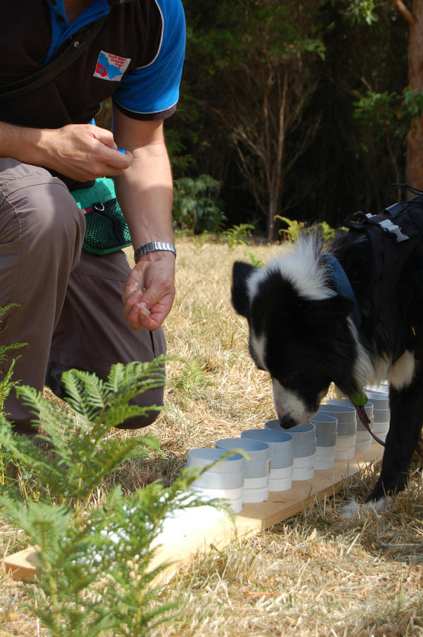 ConservationEnt's tweet photo. Ooops @southwestvicdog - now with the picture!. #animals #endangered http://t.co/W0DcfkMXn6