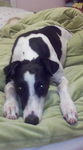 FifiWhippet's tweet image. Took a nap &amp;amp; had a nightmare about a skunk chasing me.  Woke up &amp;amp; walked by a mirror &amp;amp; startled myself.  Not funny.