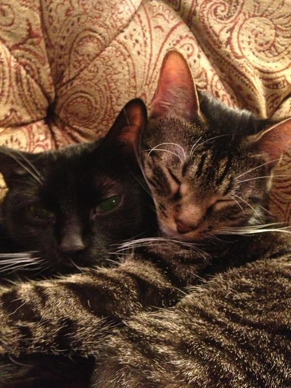 laruffala's tweet image. Sorry guys, having a little obsessive moment for a sec😻