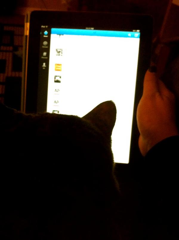 Nala loves the Twitters. She can't stop reading the Twitters. #glowingscreen #bwhindthetimes #kittymedia