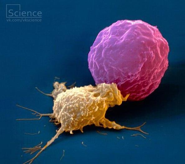 Natural killers. Nk cells. натуральные киллеры (nk-клетки). естественные киллеры nk-клетки. клетки натуральные киллеры строение.