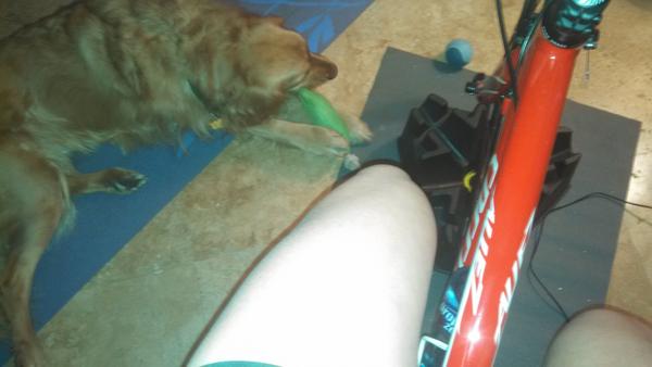 KristieCranford's tweet image. My workout partner right now #TrainerRide